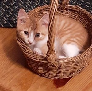 Meet your Posher, Bonnie